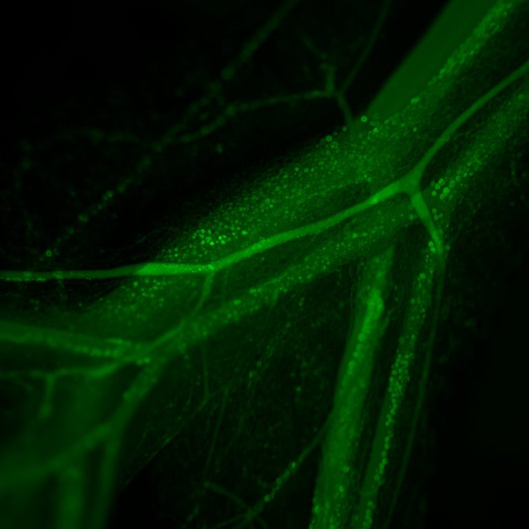 intravital microscopy